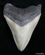 Inch SC Megalodon Tooth - Good Serrations #2818-1